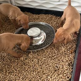 Vizsla Puppies from Firestone Vizslas