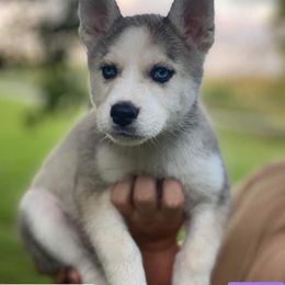 Siberian Husky Puppies from North Valley Huskies