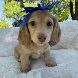 Sweet Tea - Red female Dachshund puppy in Ontario, Oregon from Get A Long Little Doggie