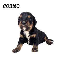 Cosmo - Tri-color male Bernedoodle puppy in Crawfordsville, Indiana from Winding Creek Ranch Doodles