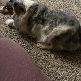 Hope - Toy Australian Shepherd