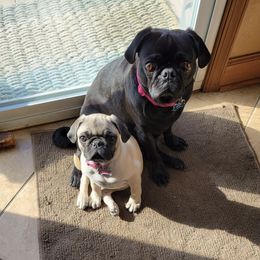 Pugs from Barkey Pugs