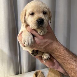 Girl 2 - Yellow female Labrador Retriever puppy in Beavercreek, Oregon from Grace's Labrador Retrievers