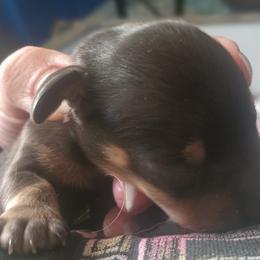 Boy 1 - Black and tan male Dachshund puppy in Michigan from Amberly's Dachshunds