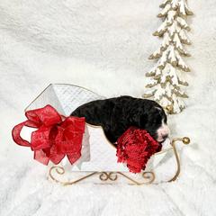 Louise - female Golden Mountain Doodle puppy in Victoria, Texas from Deidre's Doodles