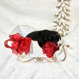 Louise - female Golden Mountain Doodle puppy in Victoria, Texas from Deidre's Doodles