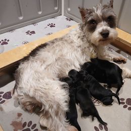 Phantom male - Black and tan male Schnoodle puppy in Andalusia, Alabama from Kaleidoscope Kennels