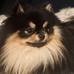 French Bulldogs and Pomeranians from Sugarbomb
