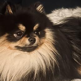 French Bulldogs and Pomeranians from Sugarbomb