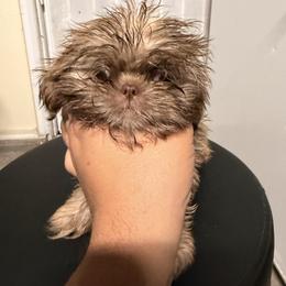 Camila - Liver female Shih Tzu puppy in Apple Valley, California from Garcia_shihtzu