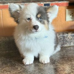 Pembroke Welsh Corgi Puppies from Hayday Ranch Corgis