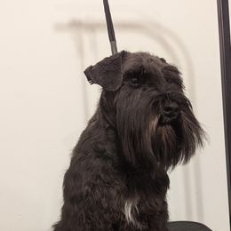 Miniature Schnauzers from Menage Miniatures
