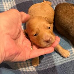 Brandie - Red female Dachshund puppy in Edinburg, Virginia from Hunter Lane Dachshunds