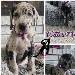 Willow - Merle Great Dane puppy in Longview, Texas from Lazy A Danes