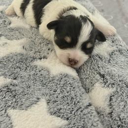 Apollo - Parti male Miniature Schnauzer puppy in Bluffdale, Utah from Mountain Point Schnauzers