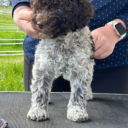 Purple - Brown roan Lagotto Romagnolo puppy in Sacramento, California from Innamorati Lagotti