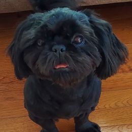 Chanel - Shih Tzu