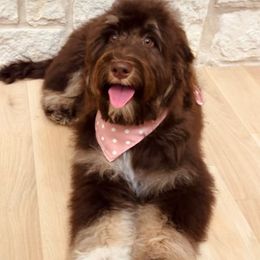 Macha - Aussiedoodle