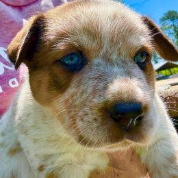 Girl 2 - Red speckled female Australian Cattle Dog puppy in Morton, Mississippi from Heart K Kennels