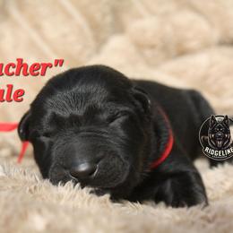 Preacher - Sable male German Shepherd puppy in Ratcliff, Arkansas from Ridgeline Shepherds