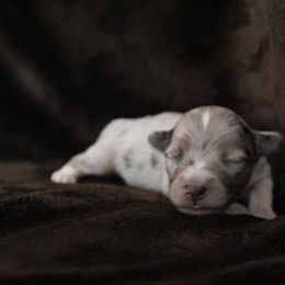 Miniature Australian Shepherd Puppies from Rolling Oaks Farm