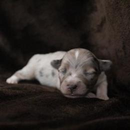 Miniature Australian Shepherd Puppies from Rolling Oaks Farm