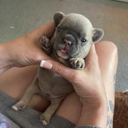 French Bulldog Puppies from Orderofthebulldogs, LLC