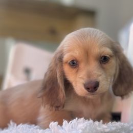 Ally - Cream female Dachshund puppy in Decatur, Mississippi from KP Dachshunds