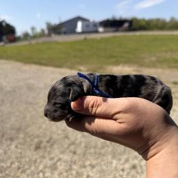 Aussiedoodle, Bernedoodle, Cavapoo, Goldendoodle, and Newfypoo Puppies from Haaspawz
