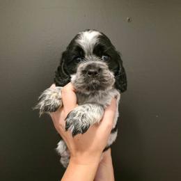 Blue Collar - Blue roan male Cocker Spaniel puppy in Stanford, Kentucky from Eagle Cliff Kennel