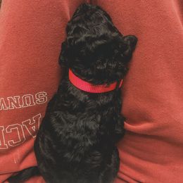 Poodle Puppies from Huckleberry Standard Poodles