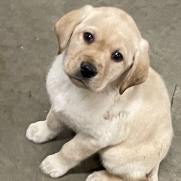 Yellow - Yellow male Labrador Retriever puppy in Tomahawk, Wisconsin from Mahner Labs