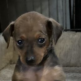 Cinder - Stag red Miniature Pinscher puppy in Fall City, Washington from Davilg Min Pins