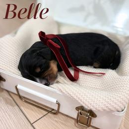 Belle - female Australian Mountain Doodle puppy in Land O' Lakes, Florida from Olive’s Little Farmhouse Doodles
