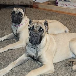 Cane Corso from Benjamin Ruezga's Cane Corsos