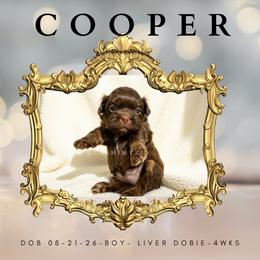 Prince Cooper - Chocolate and tan male Shih Tzu puppy in Xenia, Ohio from Crown & Tress Shih Tzu