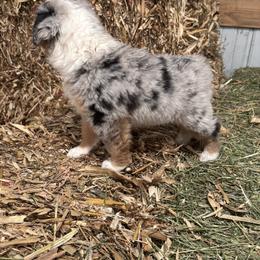 Miniature Australian Shepherd Puppies from Mid-Plains Mini Aussies