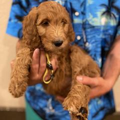 Irish Doodle and Labradoodle Puppies from Bipsi's Doodles