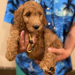 Irish Doodle and Labradoodle Puppies from Bipsi's Doodles