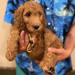 Irish Doodle and Labradoodle Puppies from Bipsi's Doodles