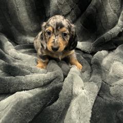 Dachshund Puppies from Clayton Kennels