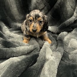 Dachshund Puppies from Clayton Kennels