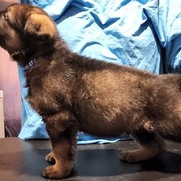 German Shepherd Puppies from Persevere Kennels