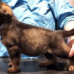German Shepherd Puppies from Persevere Kennels