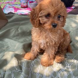 Cavapoo Puppies from Dotties Lil Blessings