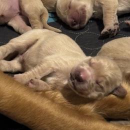 Blue - Golden male Golden Retriever puppy in Peoria, Arizona from Westwing Retrievers