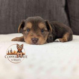 Bryce - Chocolate and tan male Yorkshire Terrier puppy in Goodyear, Arizona from Copper State Yorkies