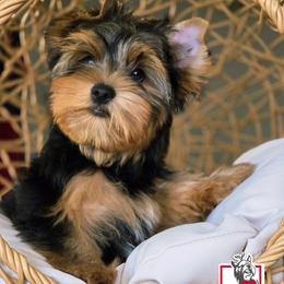 Chani - Black and gold female Yorkshire Terrier puppy in California from Corazon de gigante