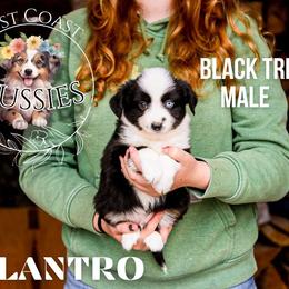 Cilantro - Black tri male Miniature American Shepherd puppy in Ferndale, California from Lost Coast Aussies