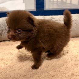 Blai - Chocolate male Pomeranian puppy in Brooklyn, New York from Pomeranians